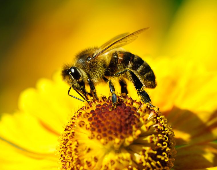 Gros plan sur une abeille en train de butiner une fleur jaune, illustrant son rôle crucial dans la pollinisation et son impact positif sur la biodiversité, en lien avec la communication RSE des entreprises.