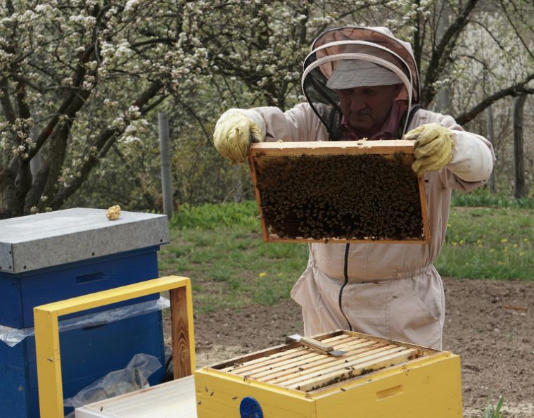 Apiculteur inspectant un cadre de ruche dans un verger en fleurs dans le cadre d’un suivi de biodiversité pour un projet RSE.