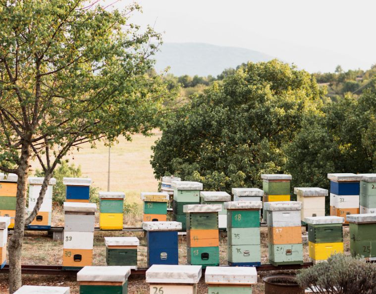 Ruches colorées installées en pleine nature dans un cadre apicole d’entreprise, symbolisant l’engagement pour la biodiversité et l’éducation environnementale